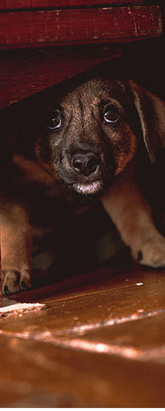 Scared Puppy Under Dresser